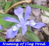 Click here for more information about Dwarf Blue Flag Iris
